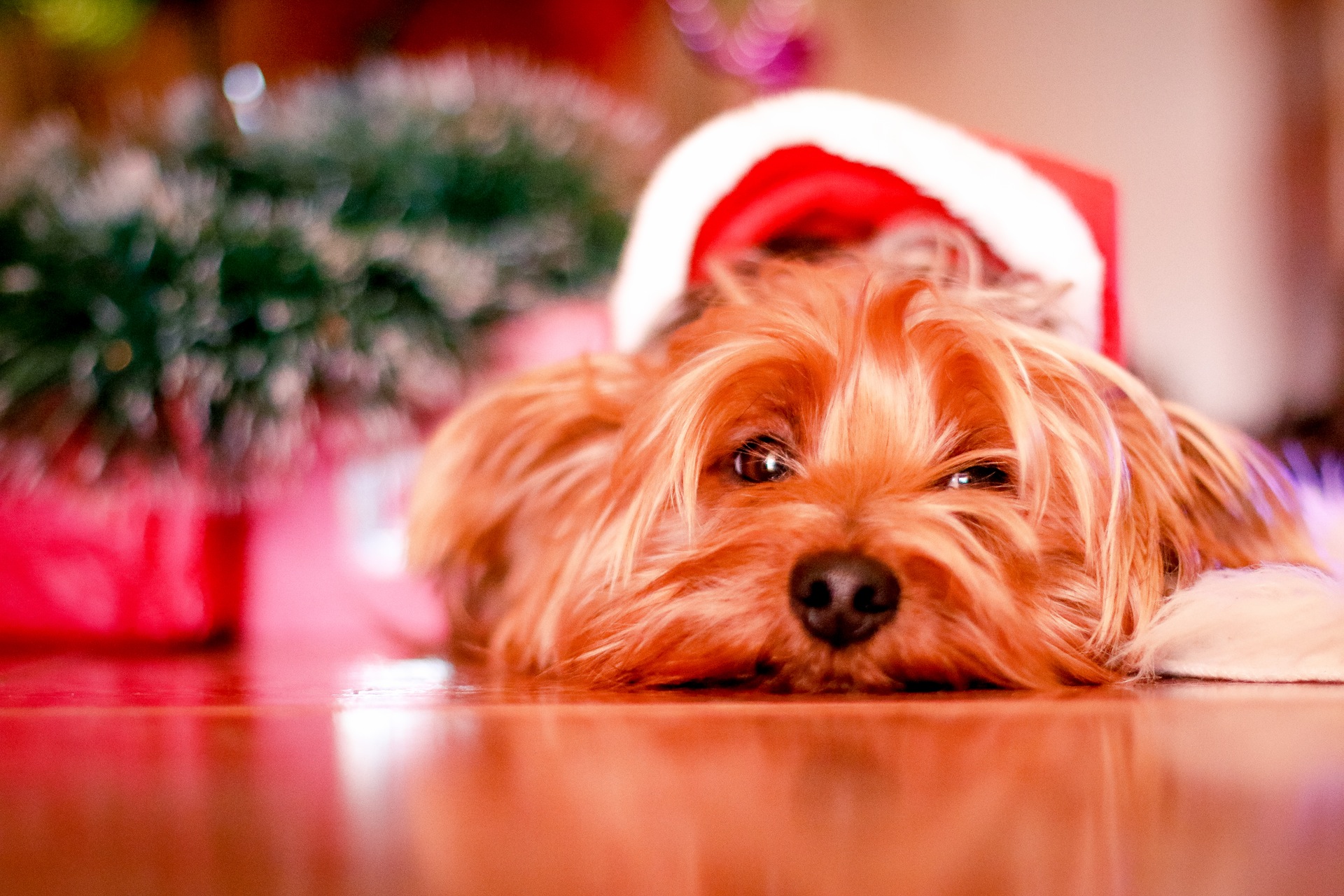 Comida de Natal para os Pets – O que pode? | Fisio Care