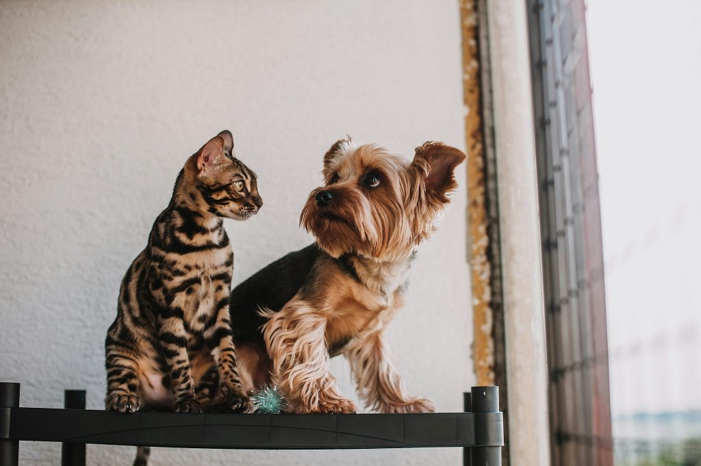 Amputação da cabeça do fêmur em cães e gatos