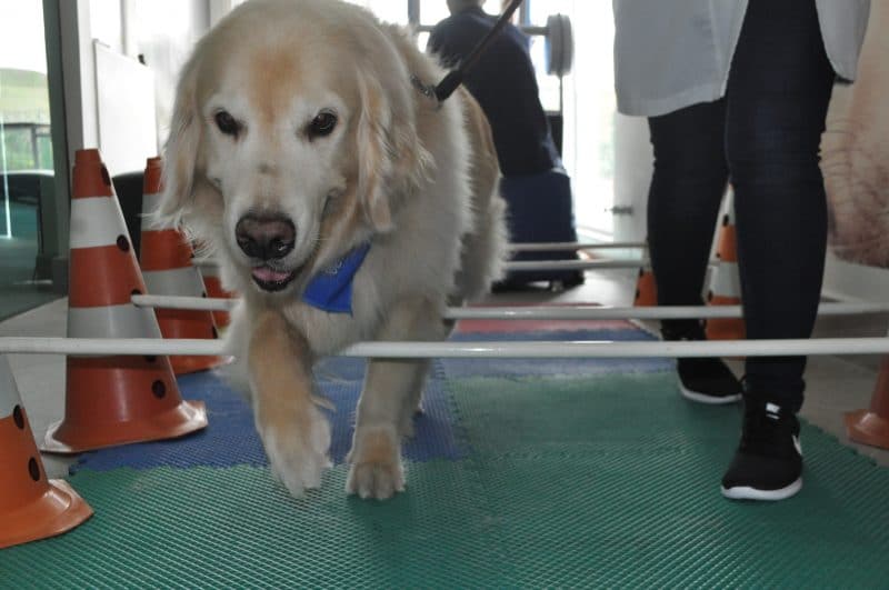 Fisioterapia Veterinária