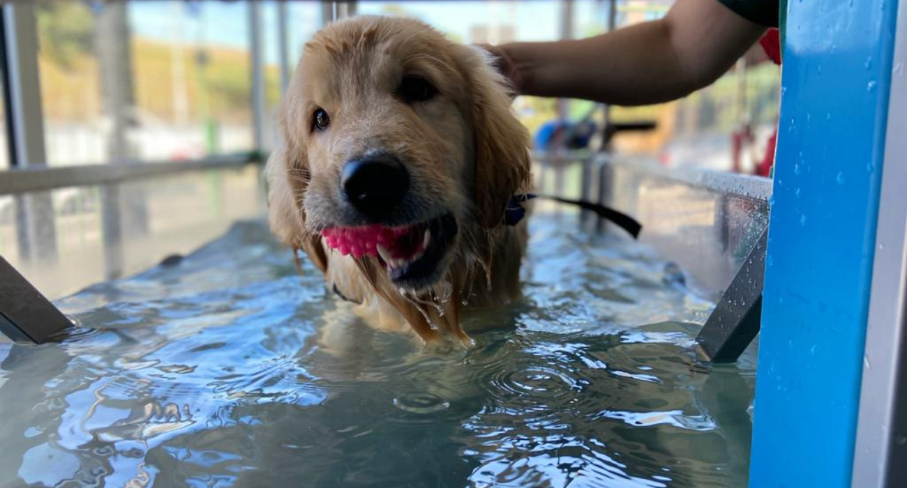 Esteira Aquática para Cães - Terapia Positiva