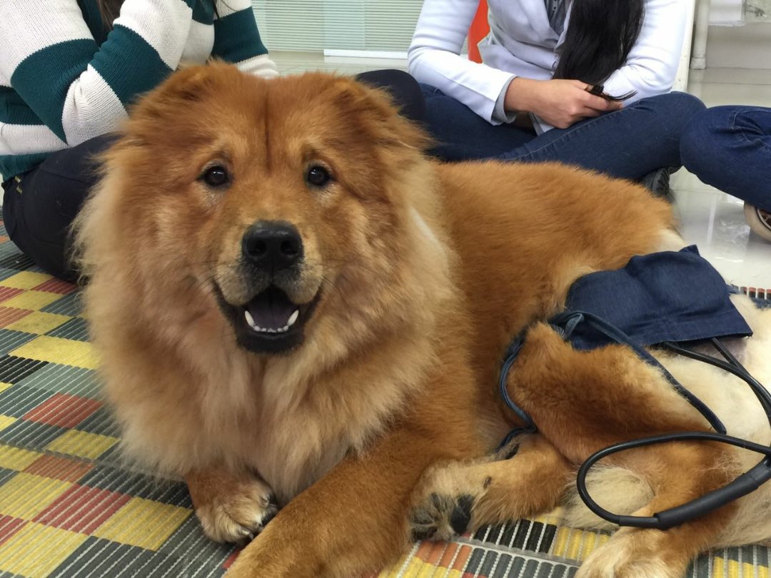 Cachorro de Guarda: Quais as Melhores Raças - Fisio Care Pet - Centros de  Reabilitação Animal