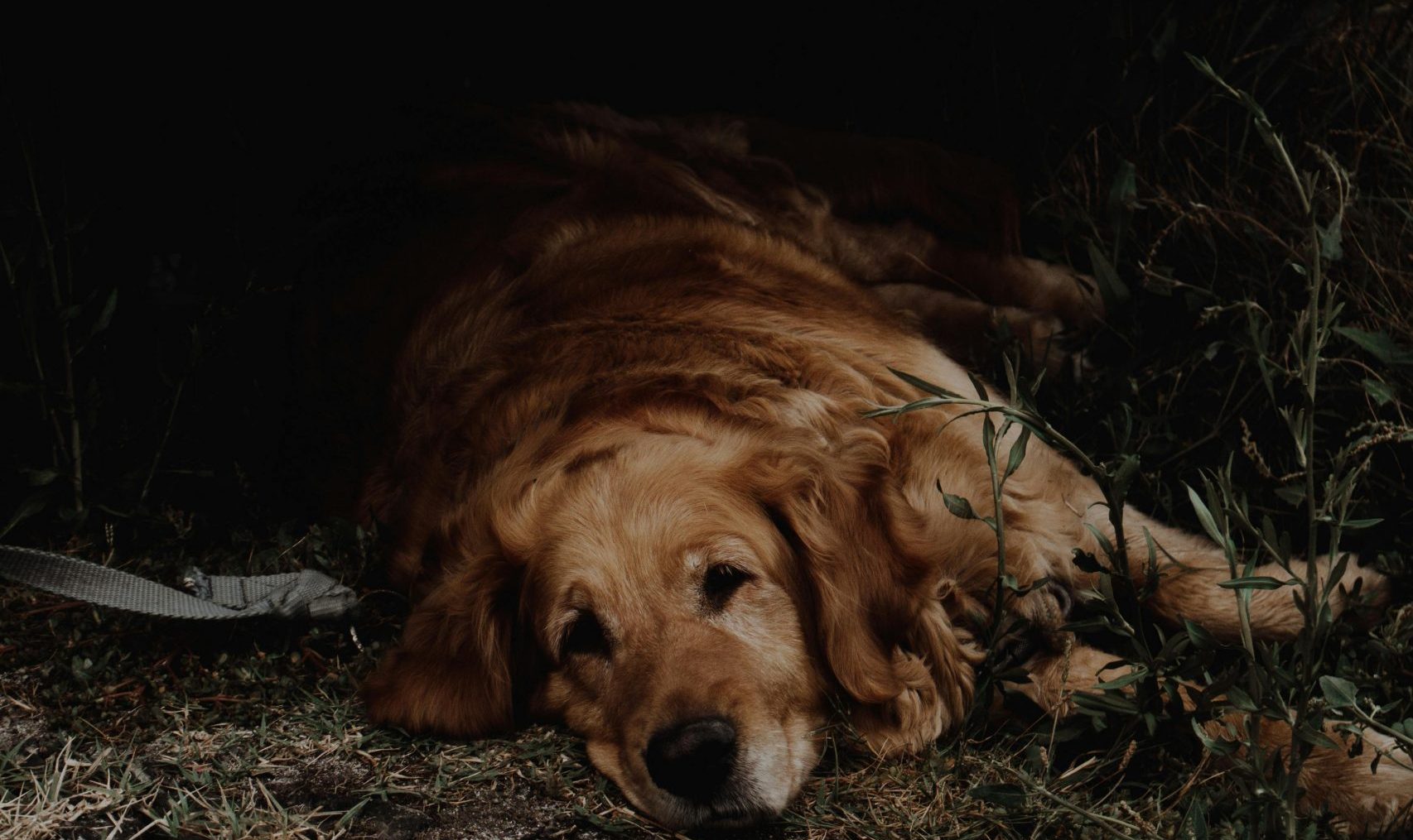 O que fazer quando o cachorro idoso não fica em pé?