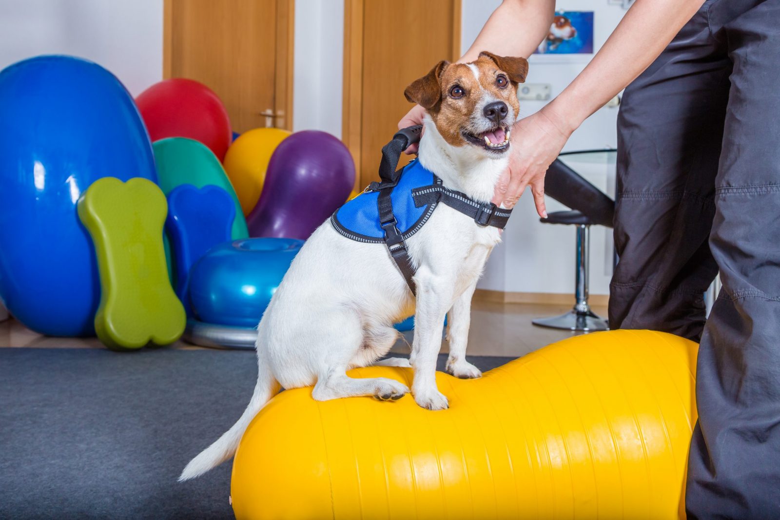 Unidade Fisio Care Pet Jundiaí