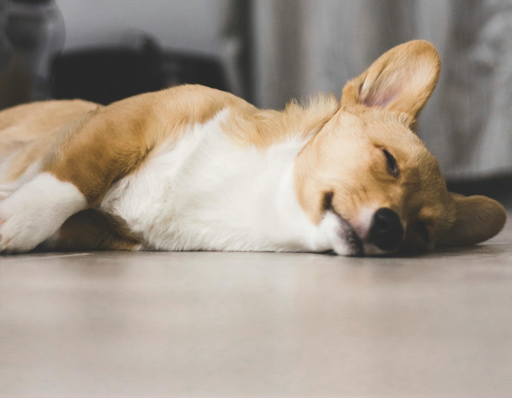 O que fazer quando o cachorro não consegue se levantar?