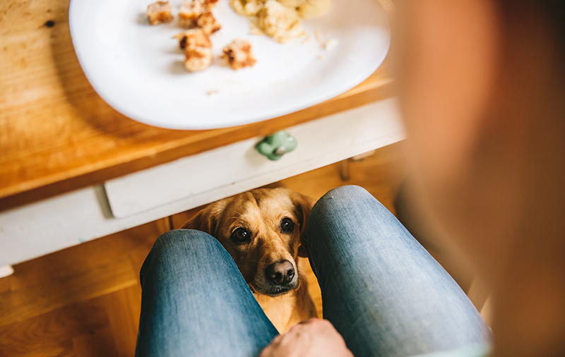 10 alimentos proibidos para cães na ceia de Natal - Fisio Care Pet -  Centros de Reabilitação Animal