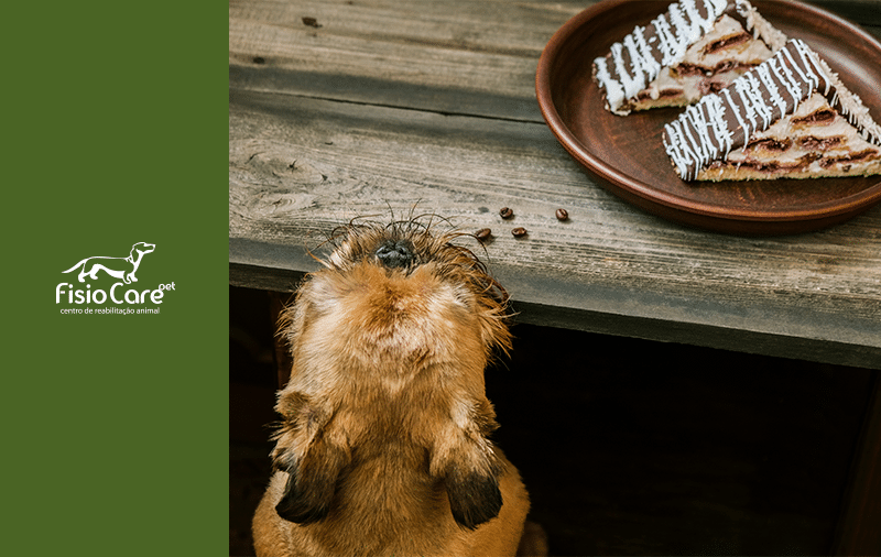 saiba o que acontece quando cachorro come chocolate