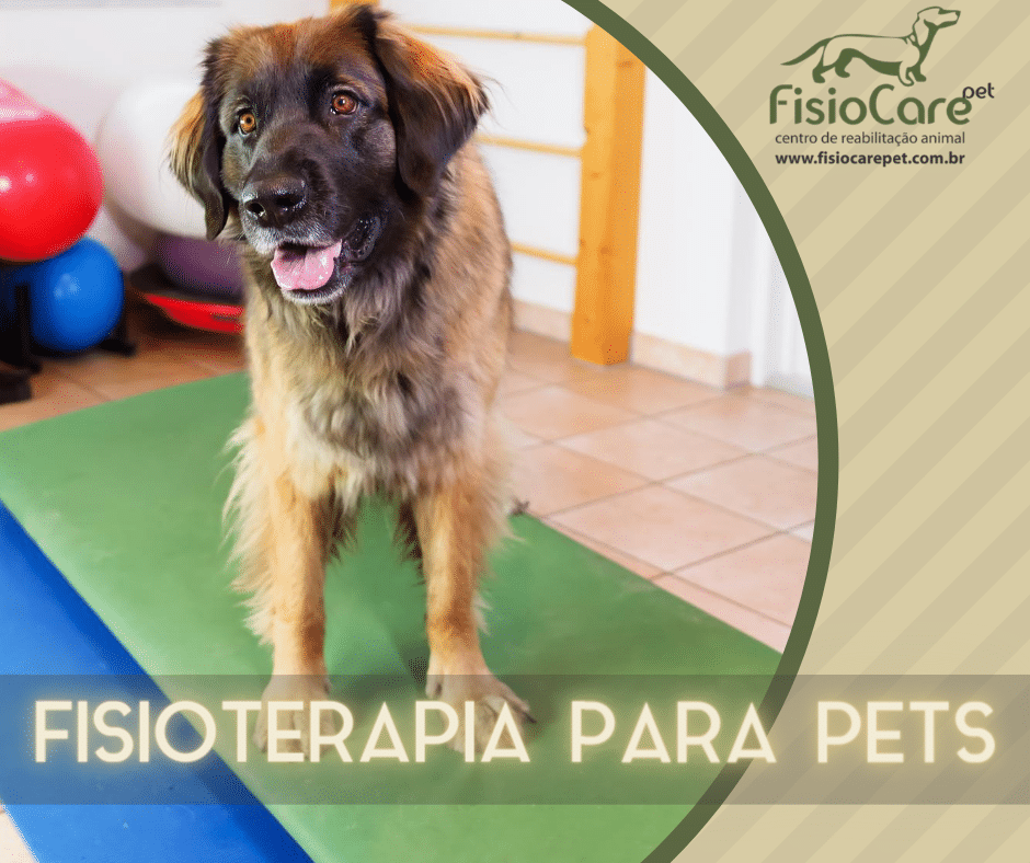 Banho e Tosa Pet Perdizes - Santé Centro Veterinario Fisioterapia