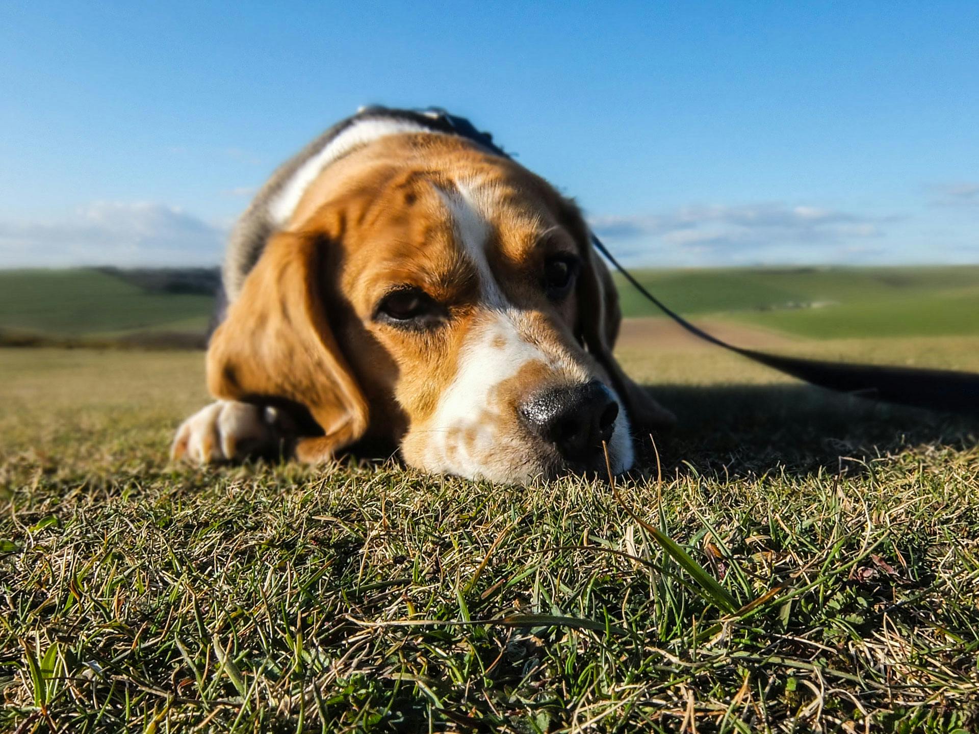 Cachorro com dor: O que pode ser?