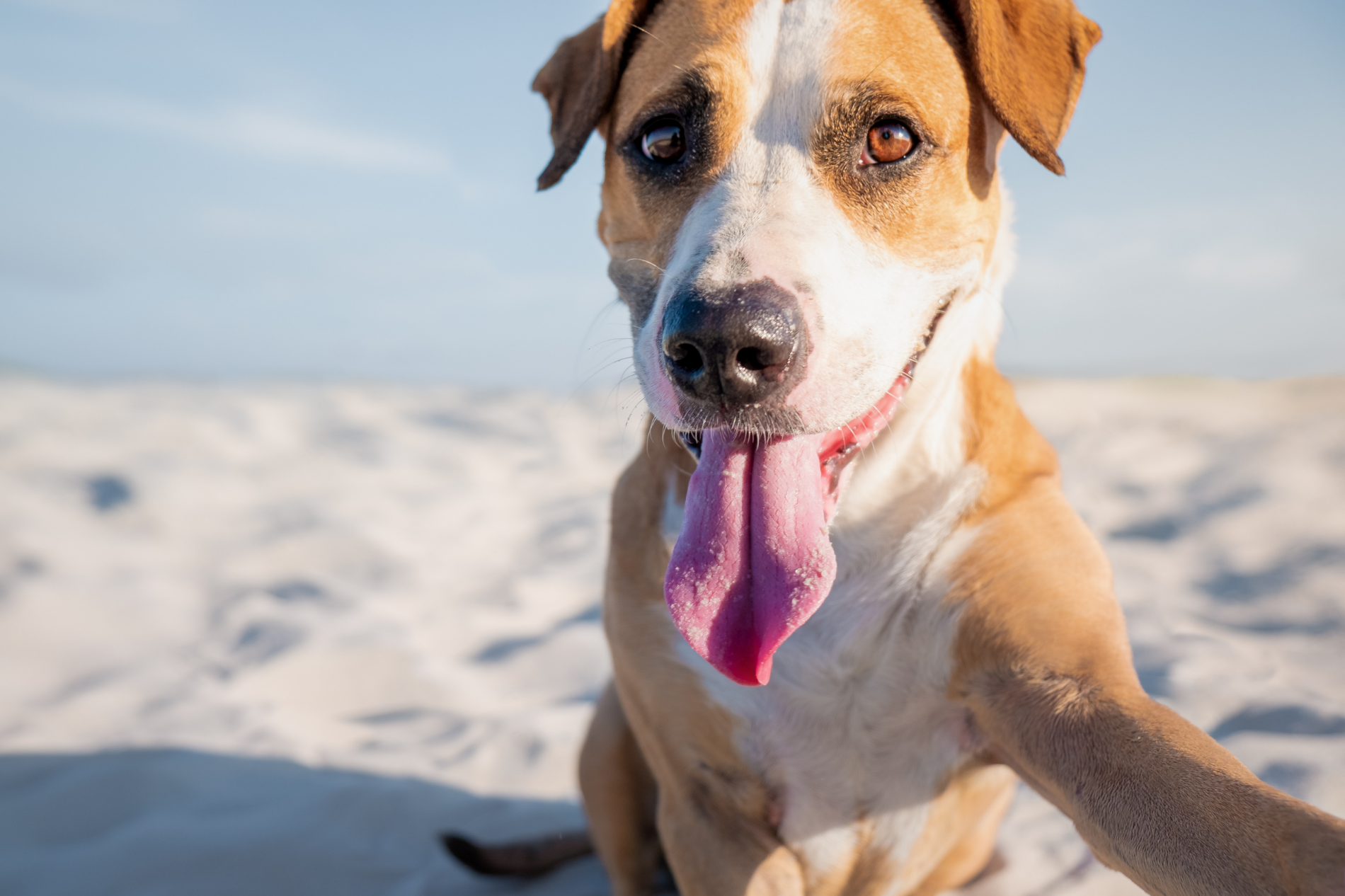Cachorro de Guarda: Quais as Melhores Raças - Fisio Care Pet