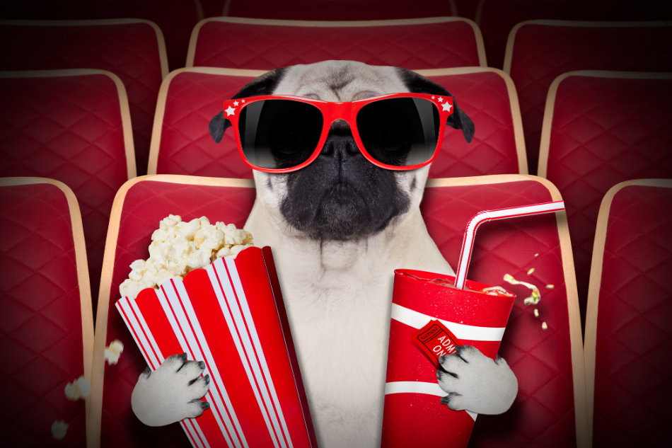 Filmes de Cachorro: 20 Filmes Inesquecíveis | Fisio Care