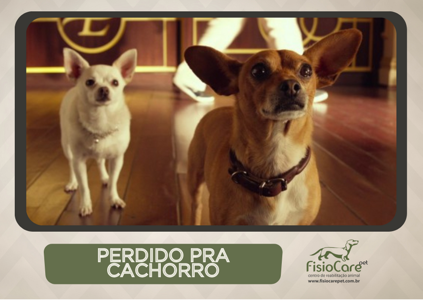 Filmes De Cachorro Filmes Inesquec Veis Fisio Care