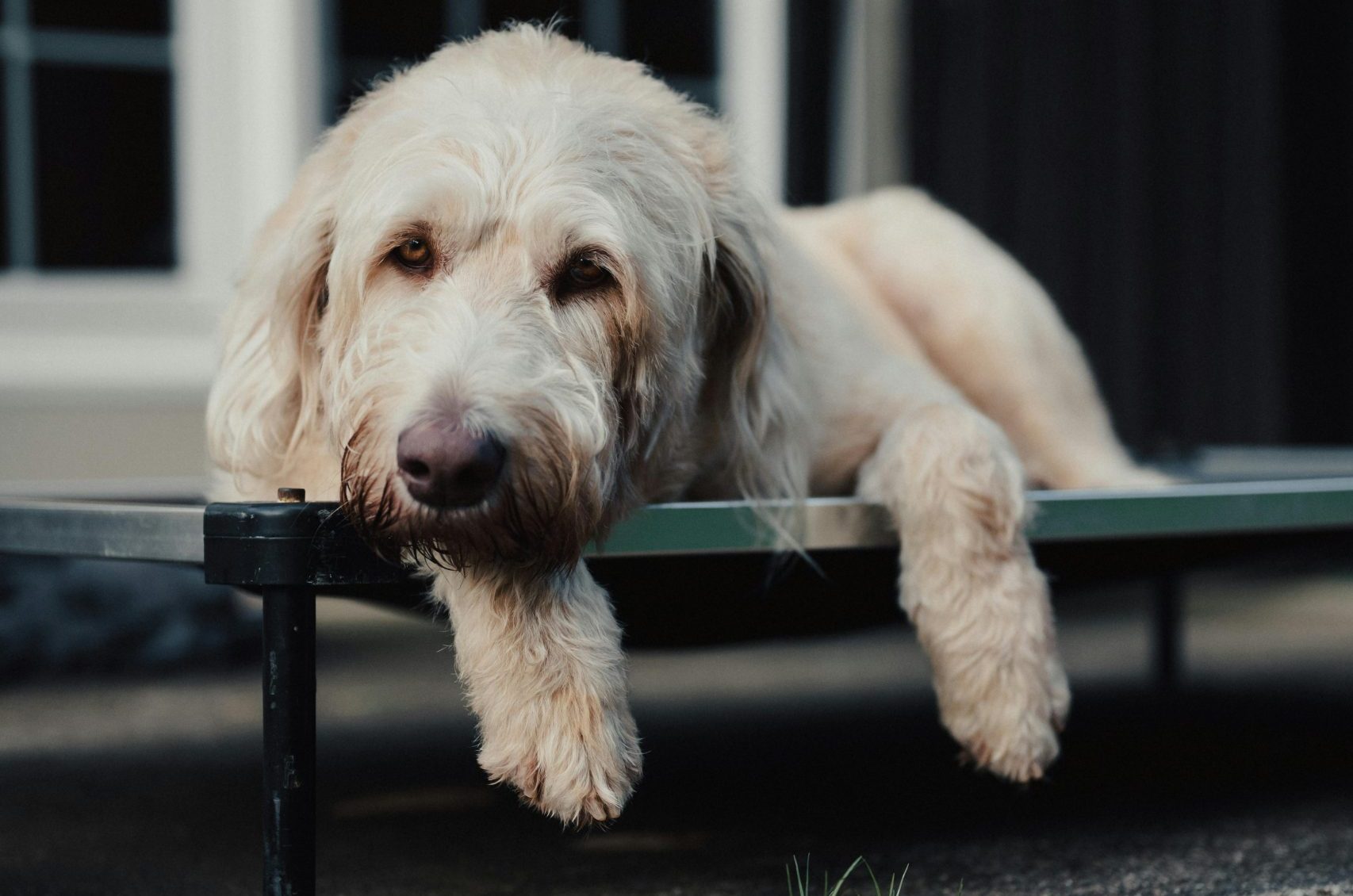 Remédio para Dor em Coluna de Cachorro