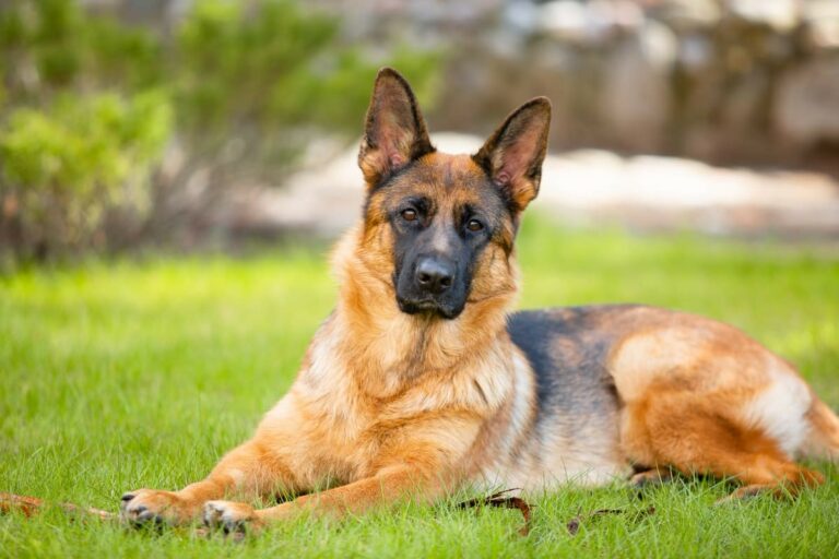 Cachorro de Guarda: Quais as Melhores Raças - Fisio Care Pet - Centros de  Reabilitação Animal