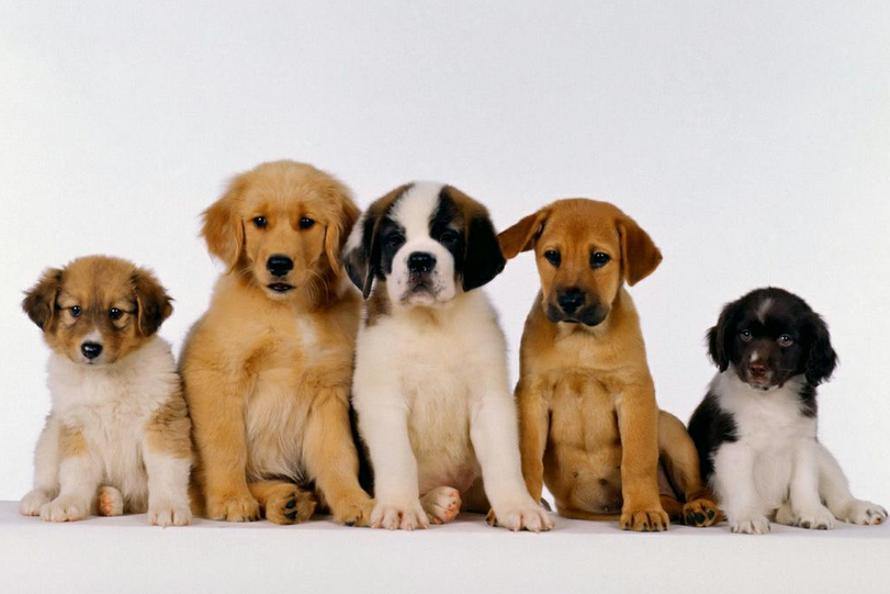 As doenças mais comuns em 10 raças de cachorro