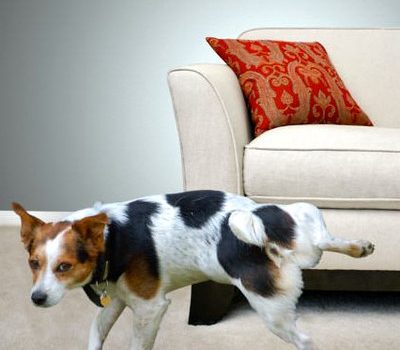 Meu cachorro fez xixi no tapete e sofá, Como retirar o cheiro da urina ? -  Fisio Care Pet - Centros de Reabilitação Animal