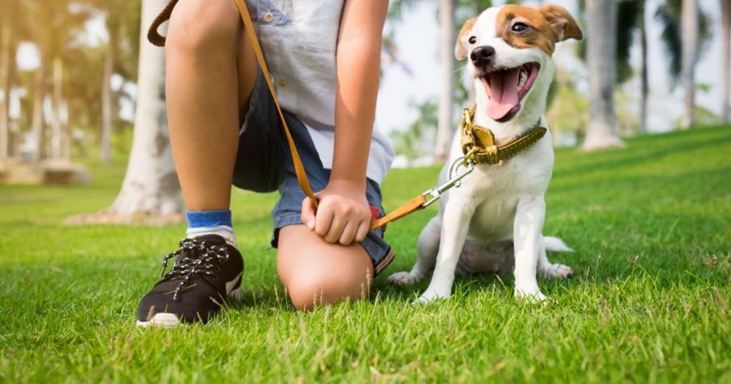 Como passear com cachorro