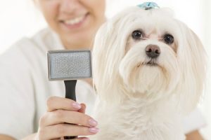 Ideal para brincar com o seu cão, brinquedo de terapia ocupacional