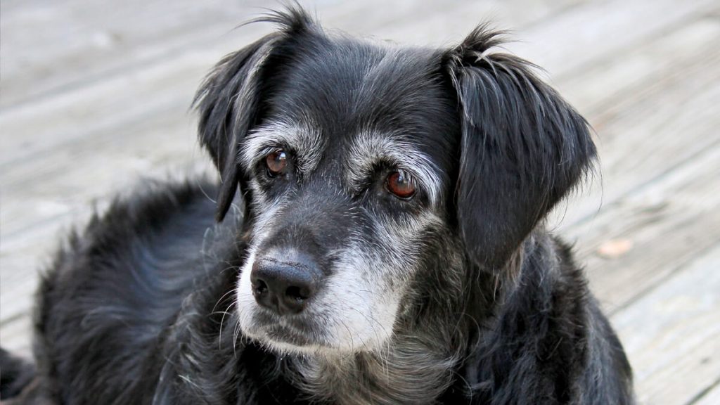 cão idoso dicas cuidar