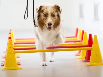 Banho e Tosa Pet Perdizes - Santé Centro Veterinario Fisioterapia