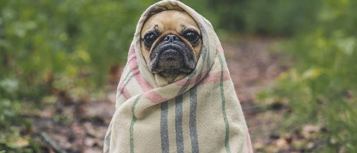 cachorro sente frio: dicas para cuidar do seu pet no inverno