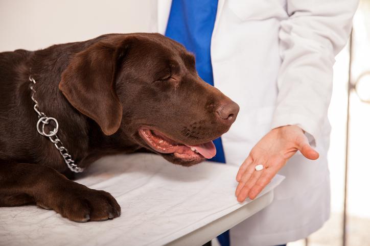 Medicamentos para a displasia coxofemoral em cães