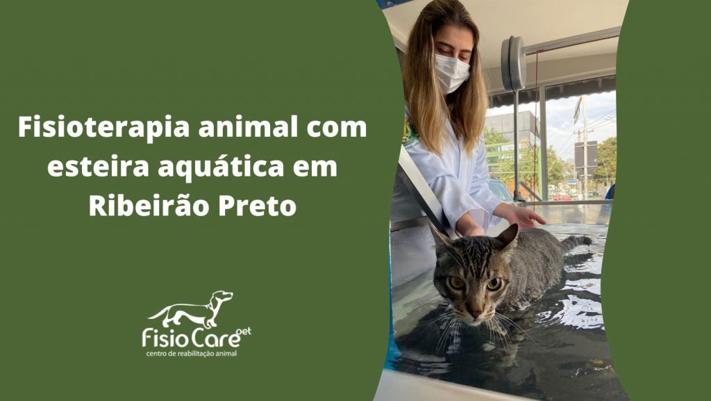 Fisioterapia Animal com Esteira Aquática em Ribeirão Preto