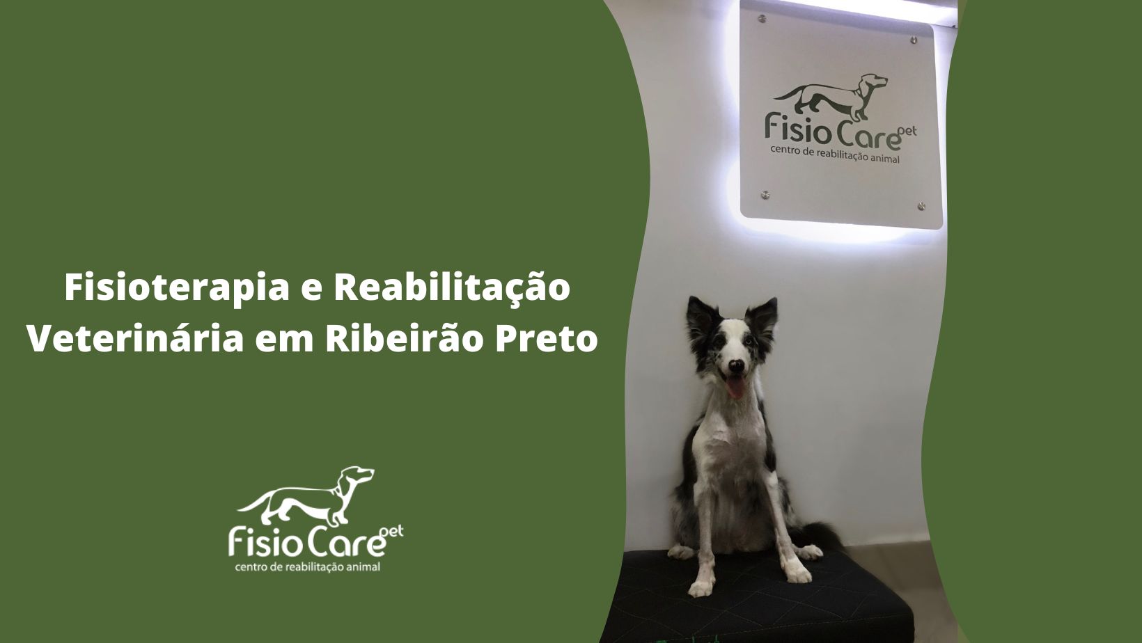 Fisioterapia veterinária em Ribeirão Preto