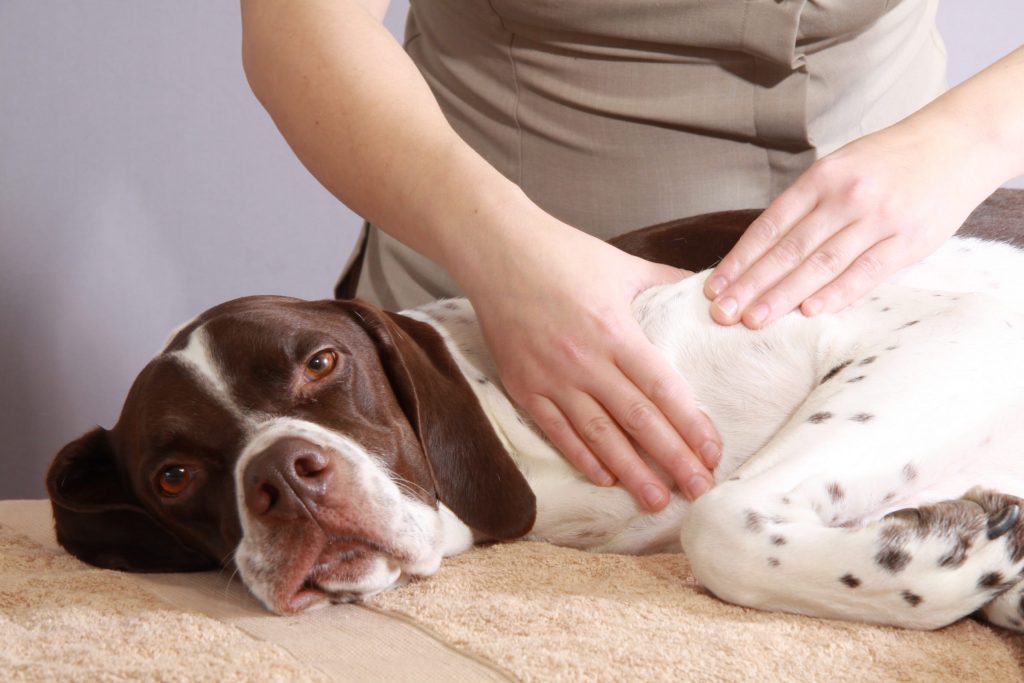 Massagem para cachorro