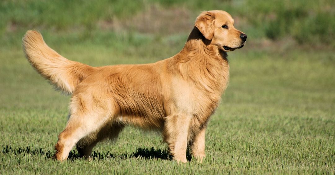 Graus de displasia em cães