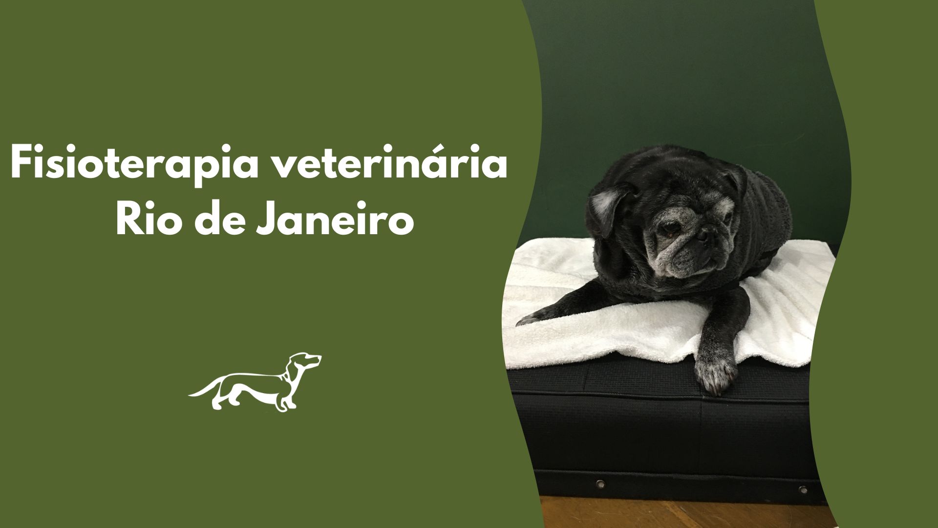 Fisioterapia veterinária no Rio de Janeiro