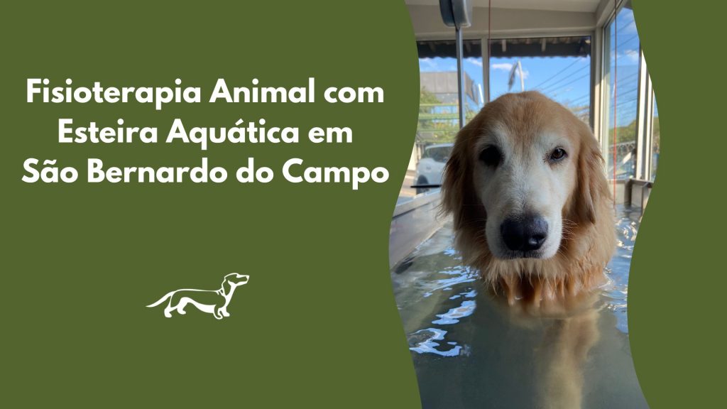 Fisioterapia Animal com Esteira Aquática em São Bernardo do campo