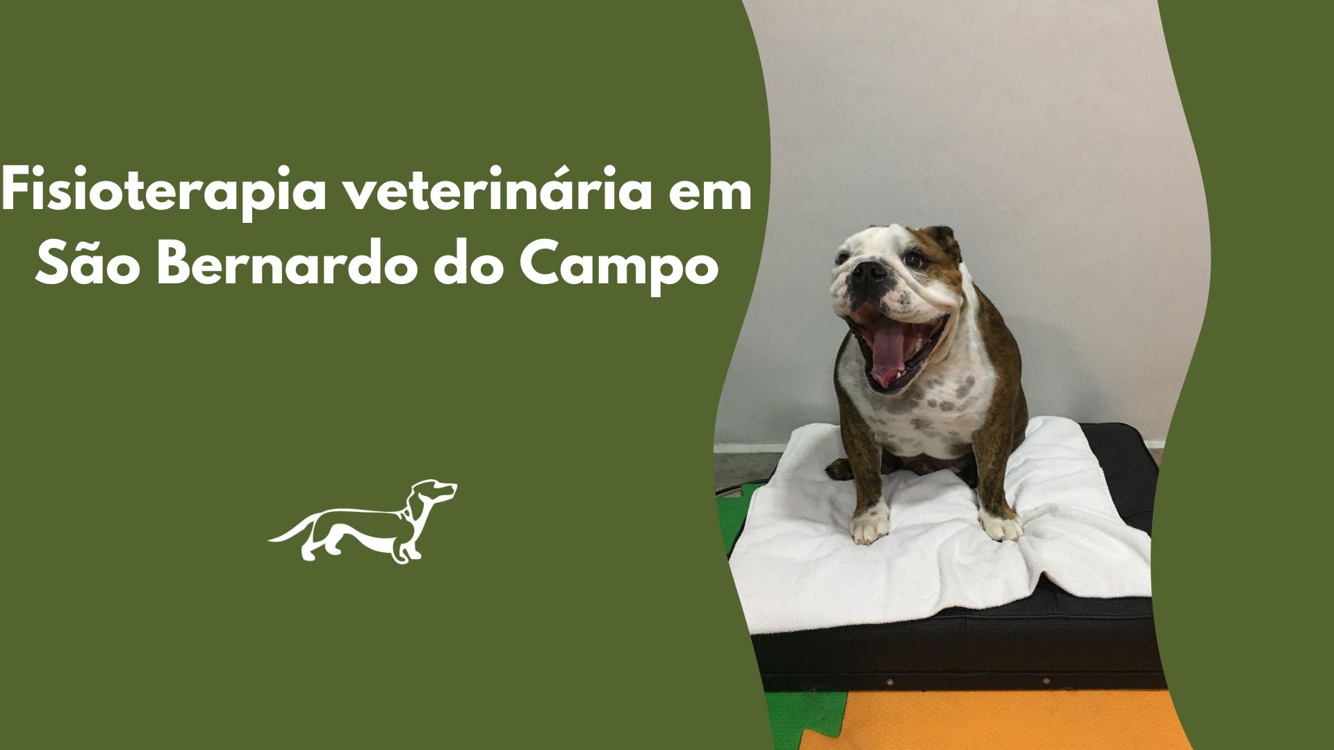 Fisioterapia veterinária em São Bernardo do Campo