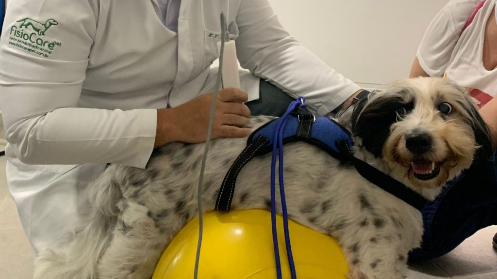 Laserterapia para cães