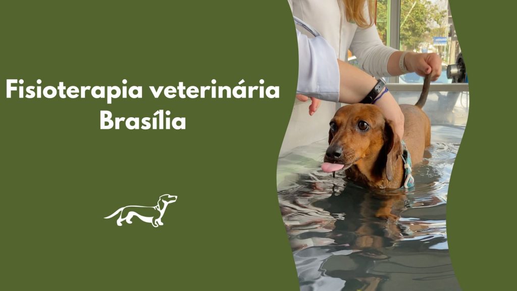 Fisioterapia veterinária em Brasília