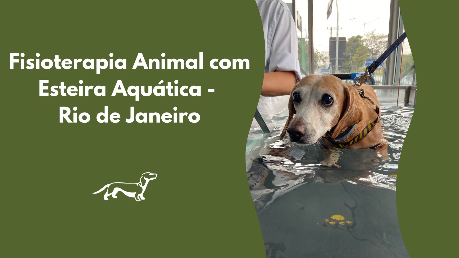 Fisioterapia Animal com Esteira Aquática no Rio de Janeiro