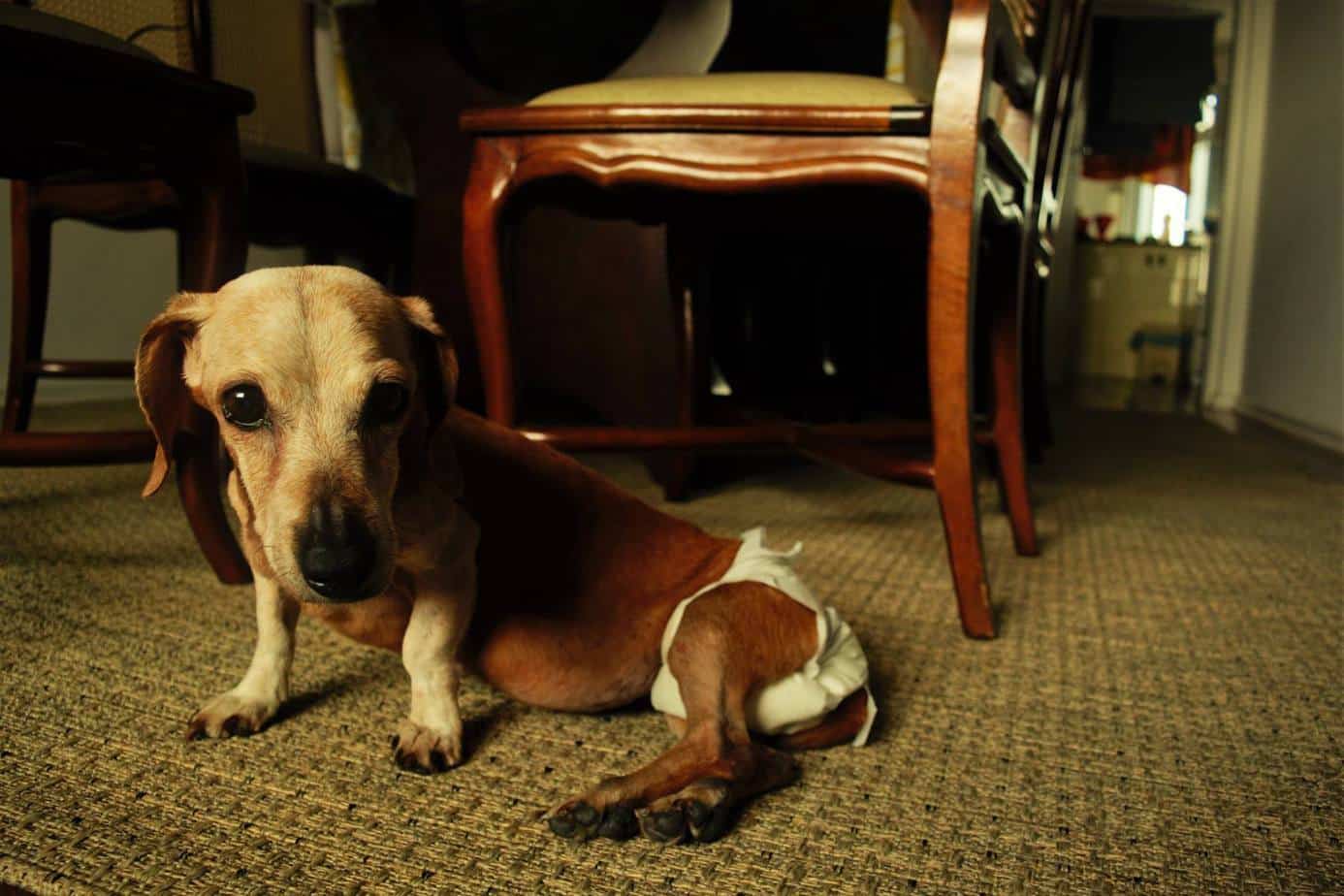 Perda de dor profunda em cães, os animais voltam a andar?