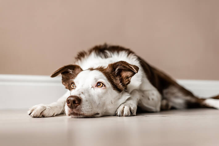 Paralisia repentina em cachorros