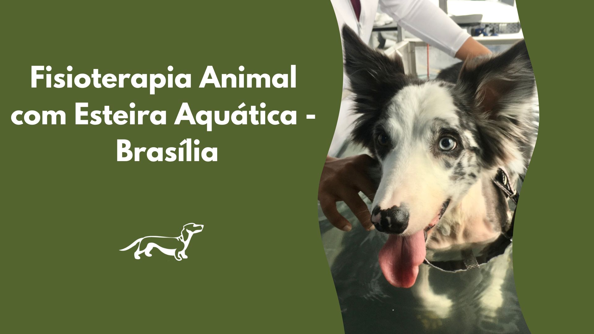 Fisioterapia Animal com Esteira Aquática em Brasília