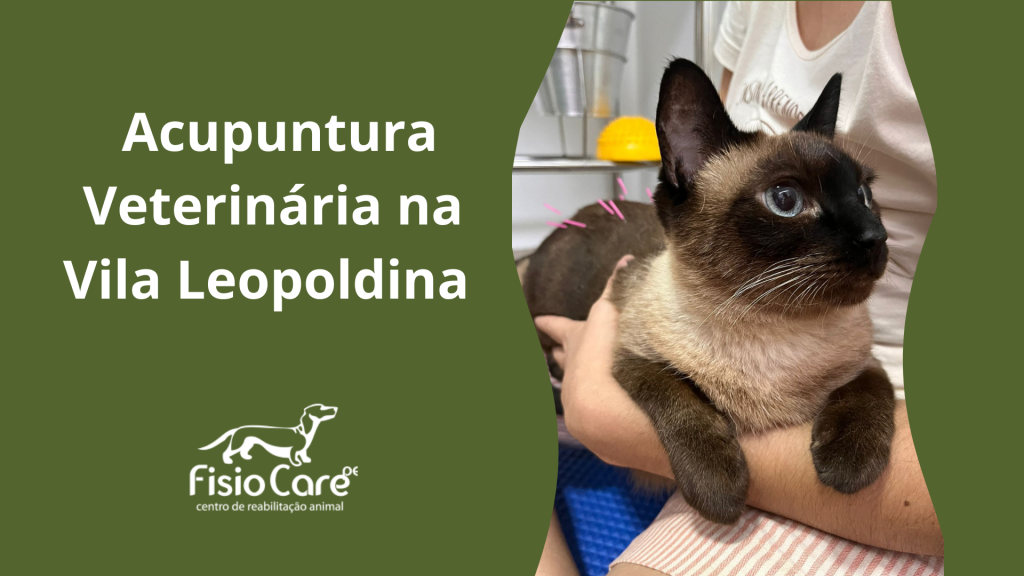 Acupuntura Veterinária em São Paulo, Vila Leopoldina e região