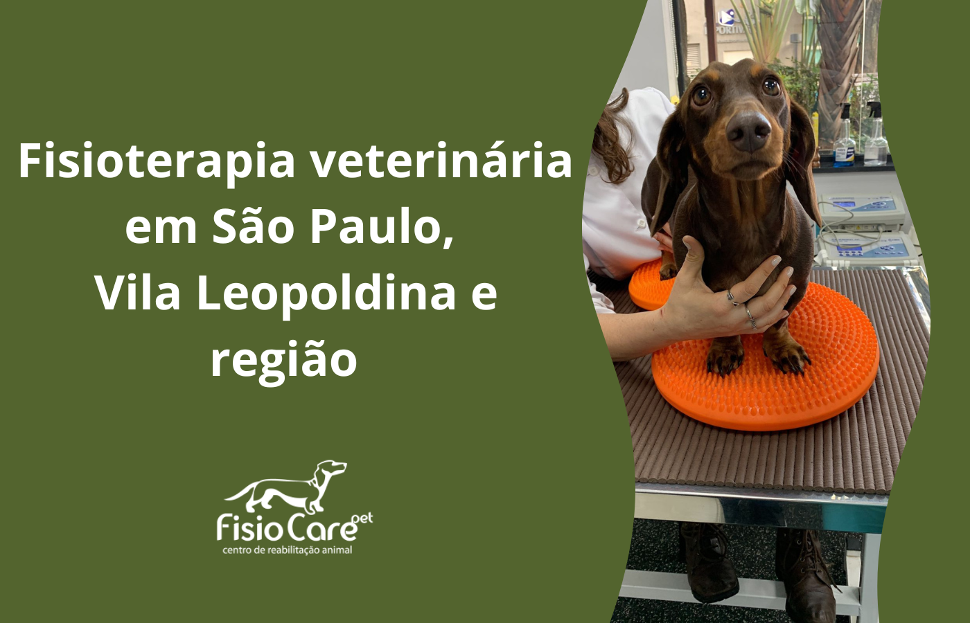 Fisioterapia veterinária em São Paulo, Vila Leopoldina e região