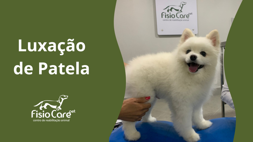 Luxação de Patela em cães e gatos