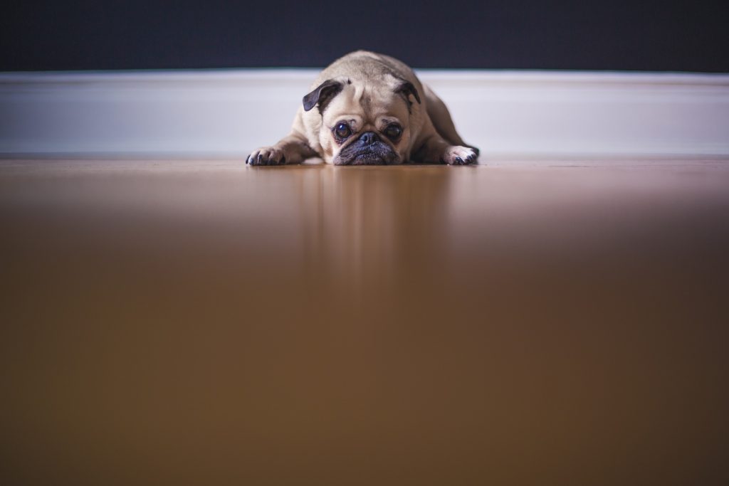 Como Saber se Meu Cachorro Está Obeso?
