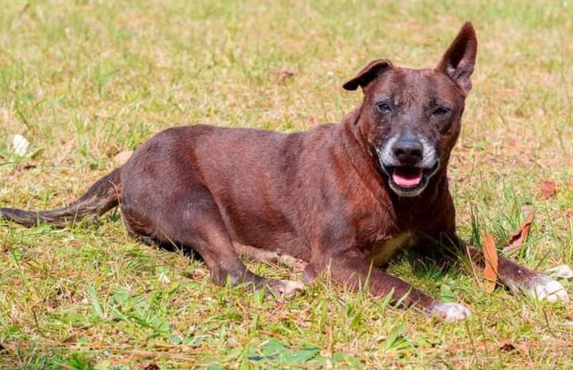 Andar medular em pets e chances de animais paralisados andarem