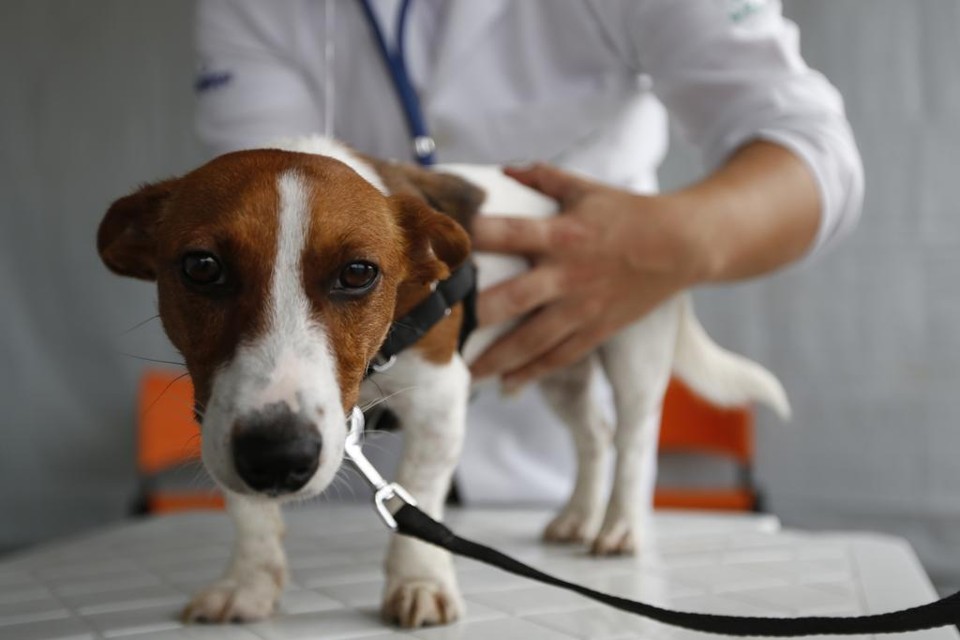 Como os animais paralisados voltam a andar, mesmo após secção completa de medula?