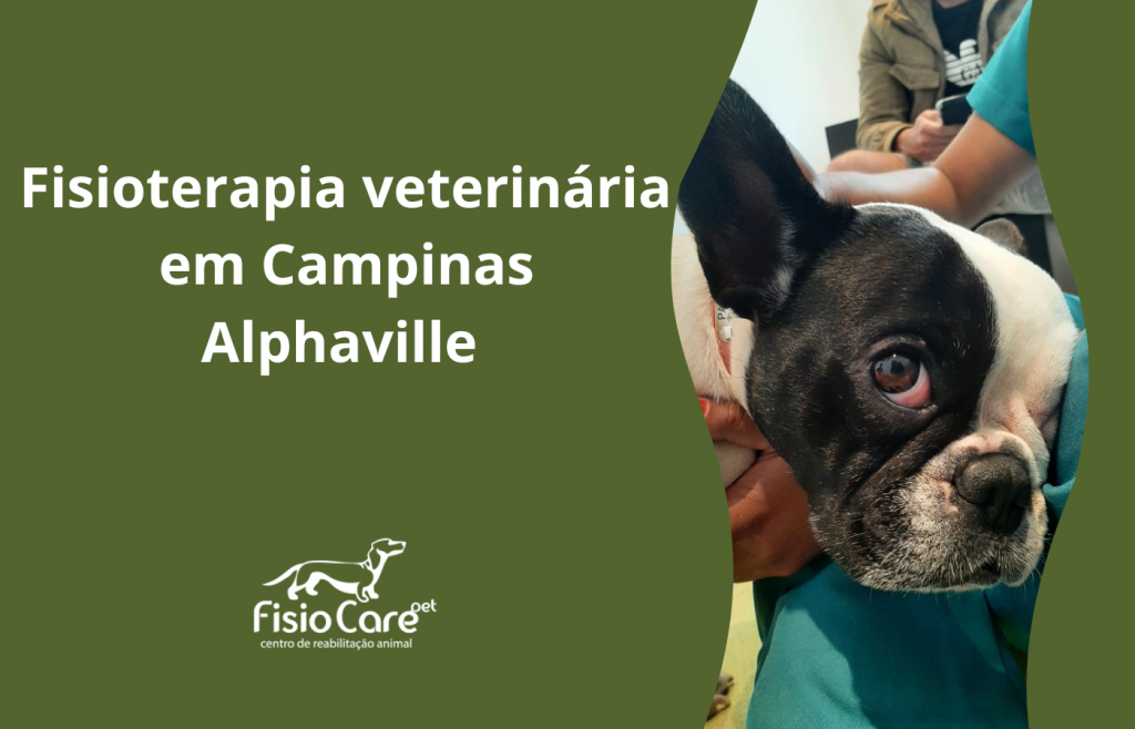 Fisioterapia Veterinária em Campinas