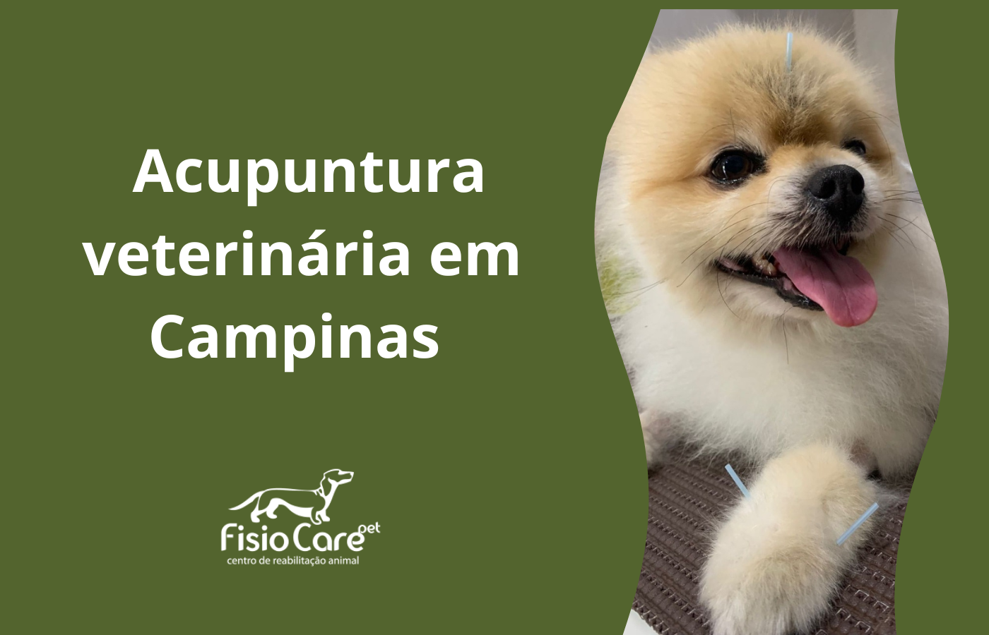 Acupuntura veterinária em Campinas