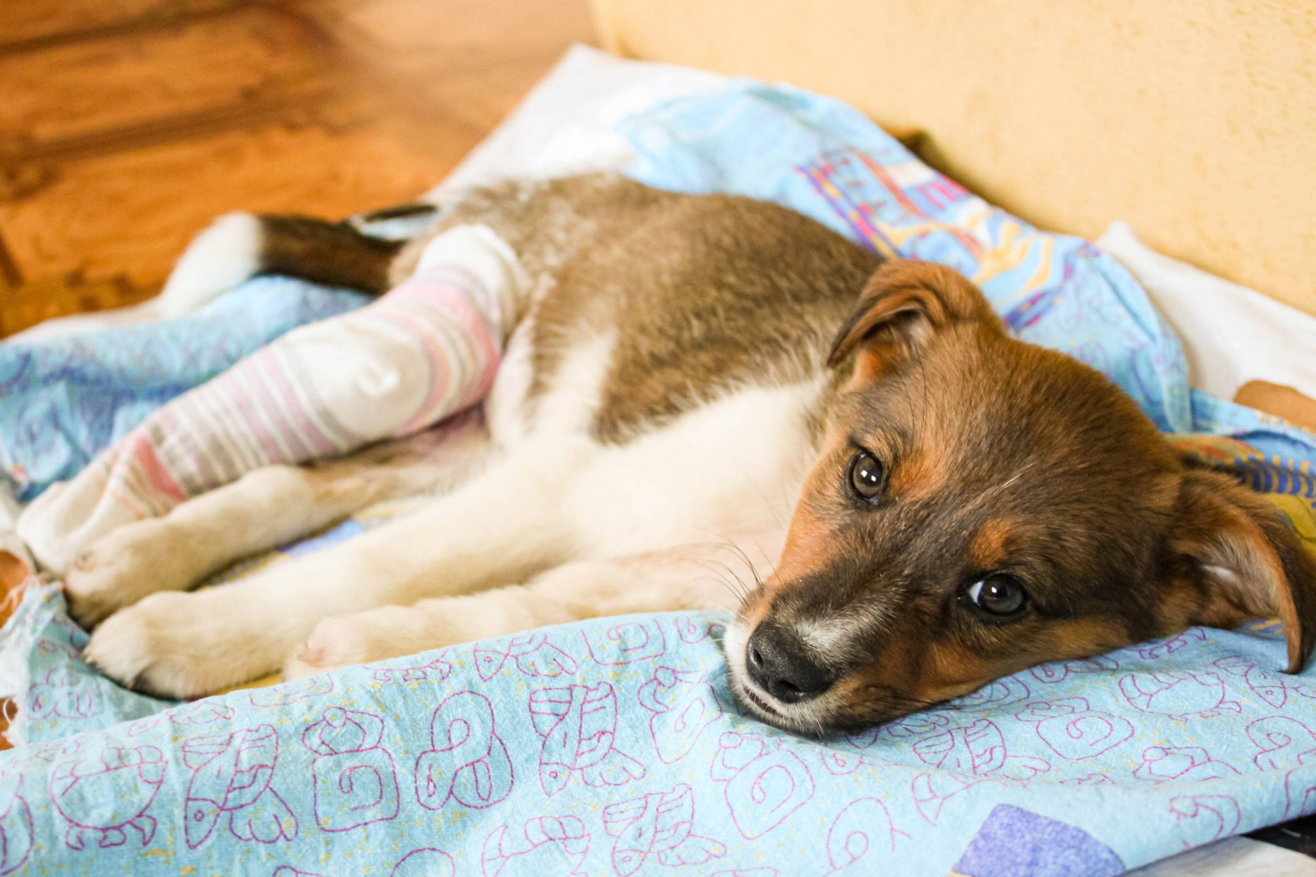 Como saber se o ligamento do meu cachorro rompeu?