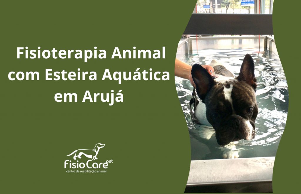 Fisioterapia Animal com Esteira Aquática em Arujá e região