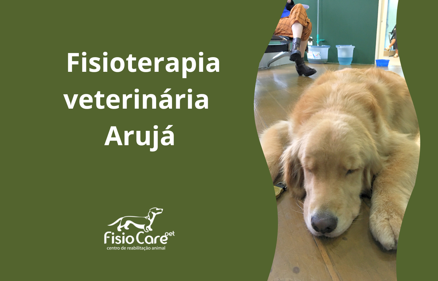 Fisioterapia veterinária no Arujá e região