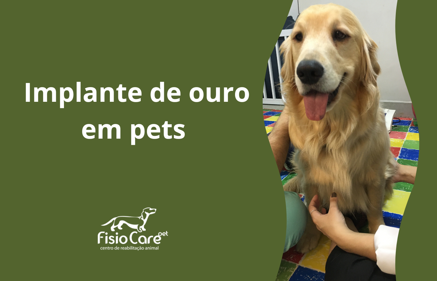 Implante de ouro em pets - Entenda sobre essa técnica de acupuntura